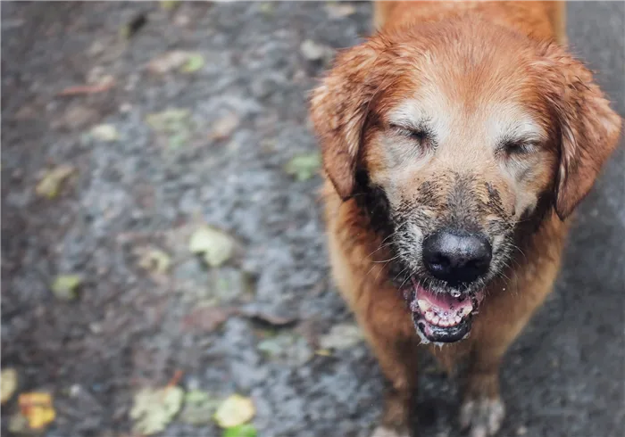 Golden retreiver covered in mud looks up in the rain smiling.