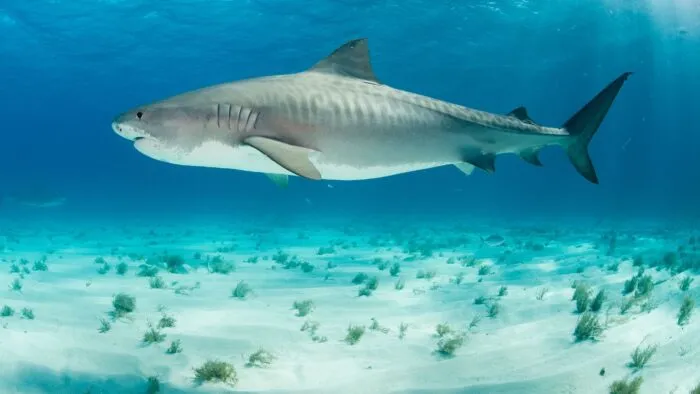 тигровая акула считается самой дорогой рыбой 