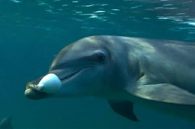 Яд рыбы фугу абсолютно не страшен дельфинам.