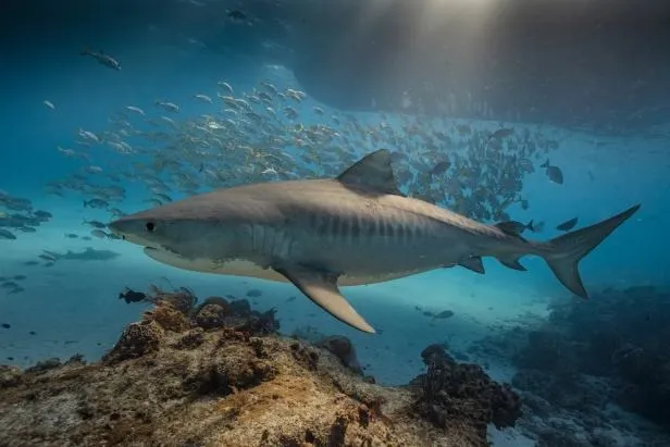 среда обитания акулы