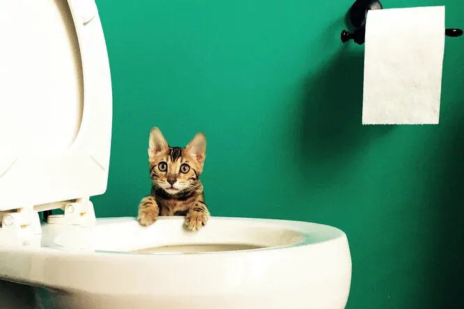 Чем можно заменить наполнитель для кошачьего туалета?