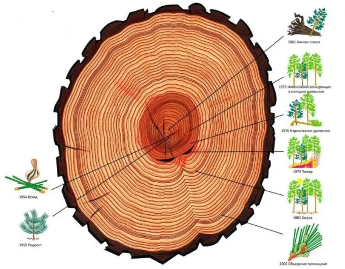 Развитие дерева по годичным кольцам