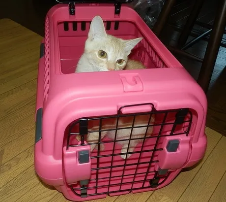 cream colored cat sticking her head out of pink cat carrier