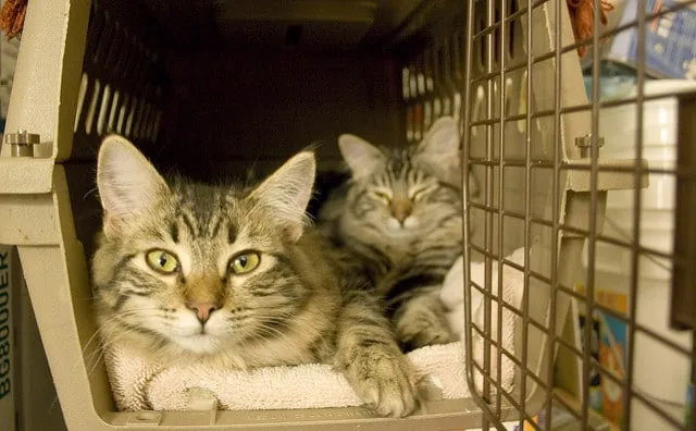 two striped tabby cats on a towel in a cat carrier