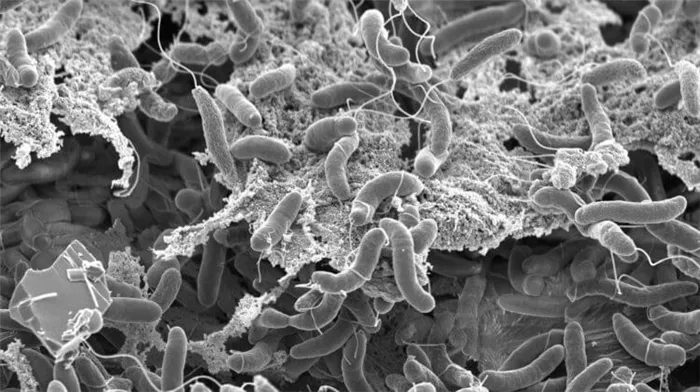 Самые опасные бактерии вокруг нас