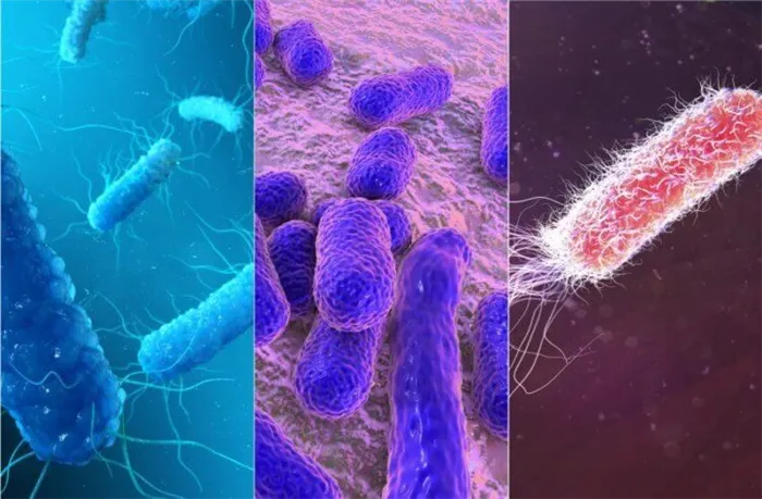 5 самых опасных бактерий. Некоторые из этих бактерий могут обитать в вашем доме. Фото.