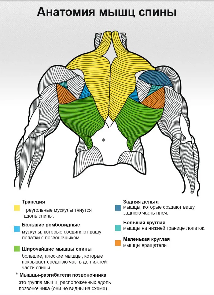 Анатомическое строение мышц спины